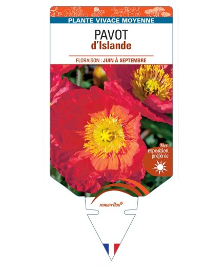 PAPAVER nudicaule voir Pavot d’Islande (rouge)