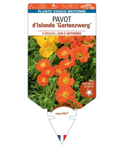 PAPAVER nudicaule Gartenzwerg voir Pavot d’Islande