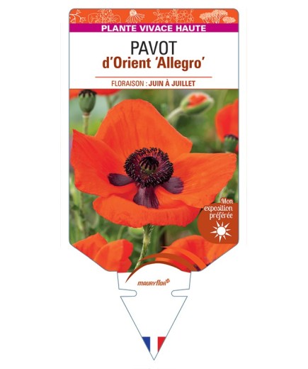PAPAVER orientale Allegro voir Pavot d’Orient