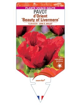 PAPAVER orientale Beauty of Livermere voir Pavot d’Orient