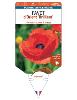 PAPAVER orientale Brilliant voir Pavot d’Orient