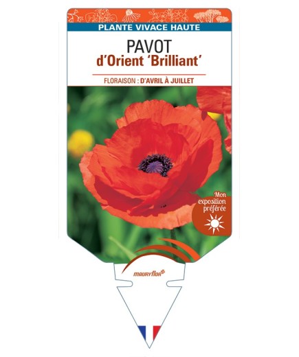 PAPAVER orientale Brilliant voir Pavot d’Orient