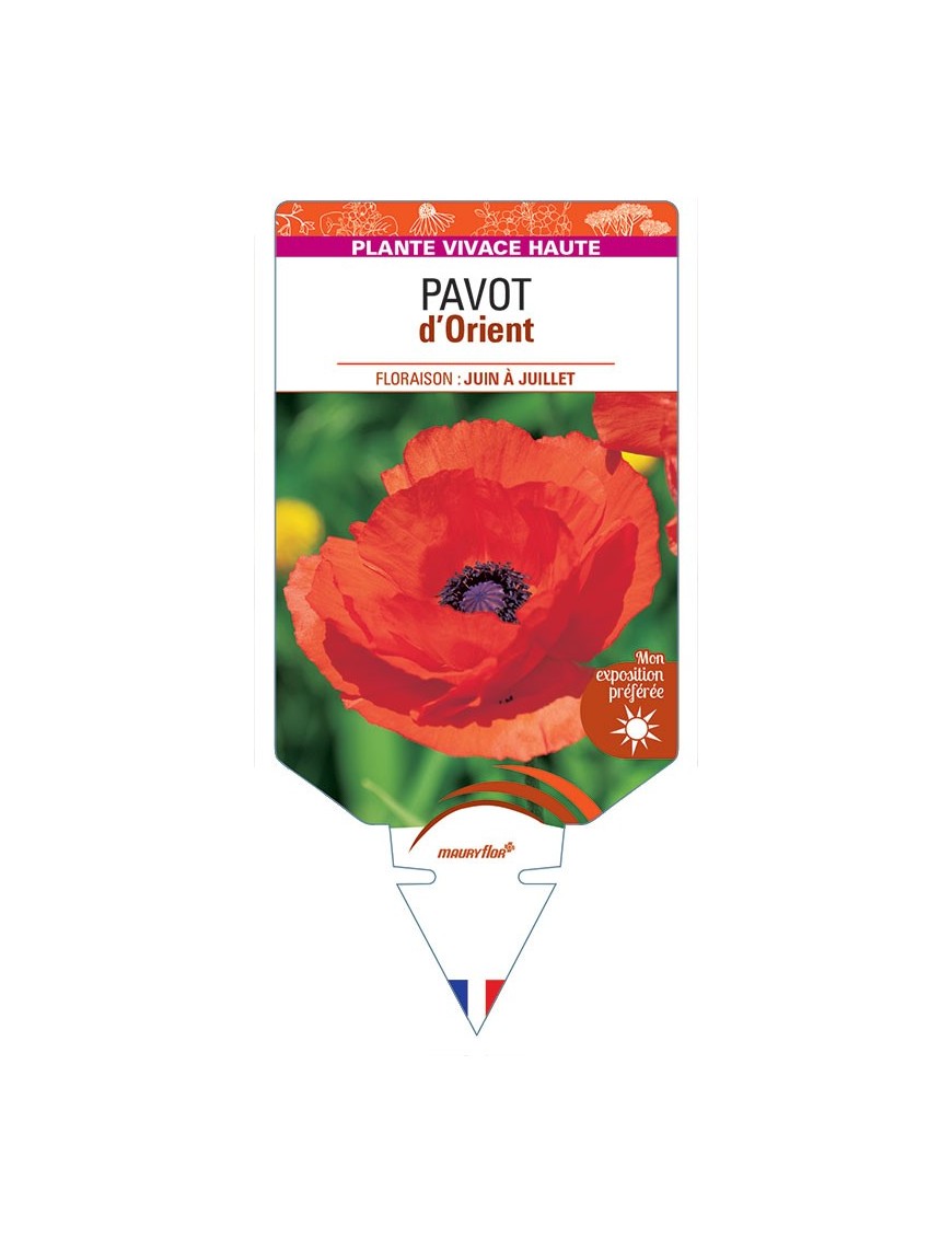 PAVOT D'ORIENT (rouge) *
