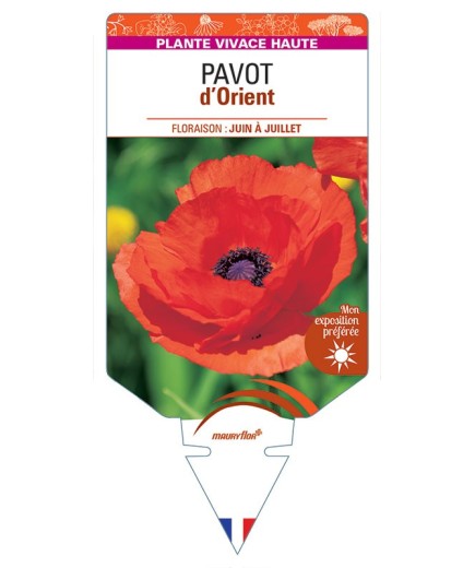 PAVOT D'ORIENT (rouge) *