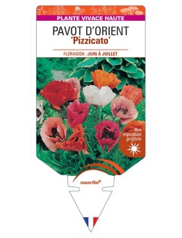 PAVOT D’ORIENT ‘Pizzicato’