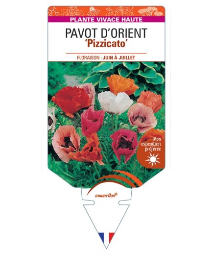 PAVOT D’ORIENT ‘Pizzicato’