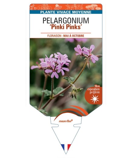PELARGONIUM Pinki Pinks