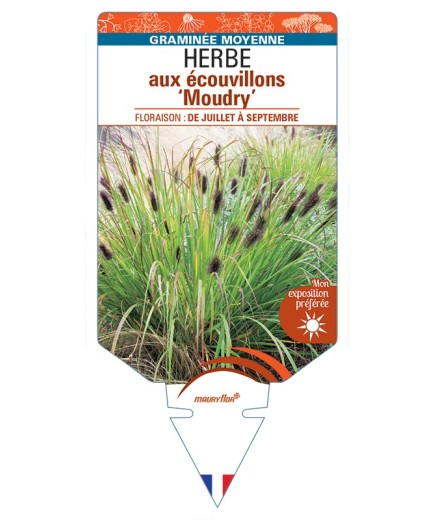 PENNISETUM alopecuroides Moudry voir Herbe aux écouvillons