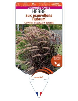 PENNISETUM setaceum Rubrum voir Herbe aux écouvillons