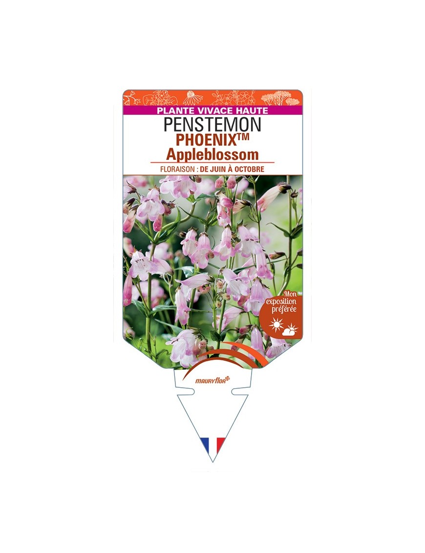PENSTEMON (hartwegii) PHOENIXTM Appleblossom