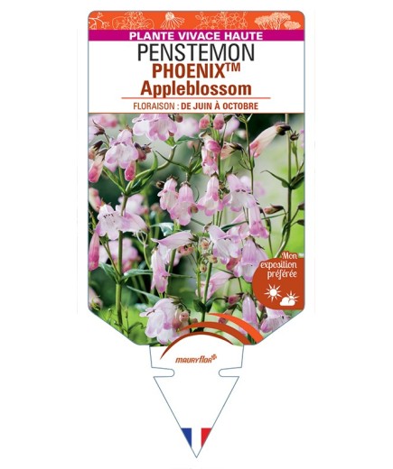 PENSTEMON (hartwegii) PHOENIXTM Appleblossom