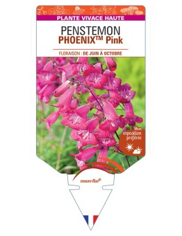 PENSTEMON (hartwegii) PHOENIXTM Pink