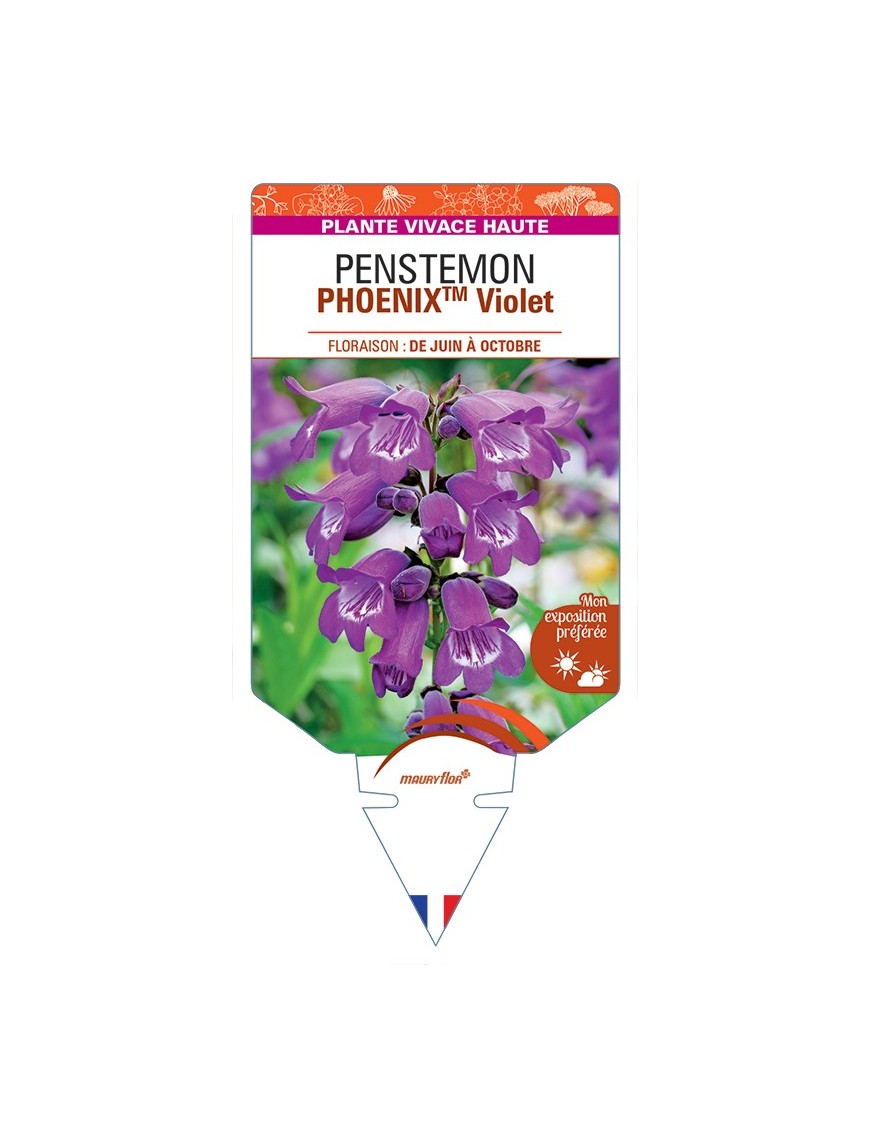 PENSTEMON (hartwegii) PHOENIXTM Violet