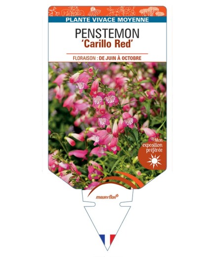 PENSTEMON (x mexicali) Carillo Red