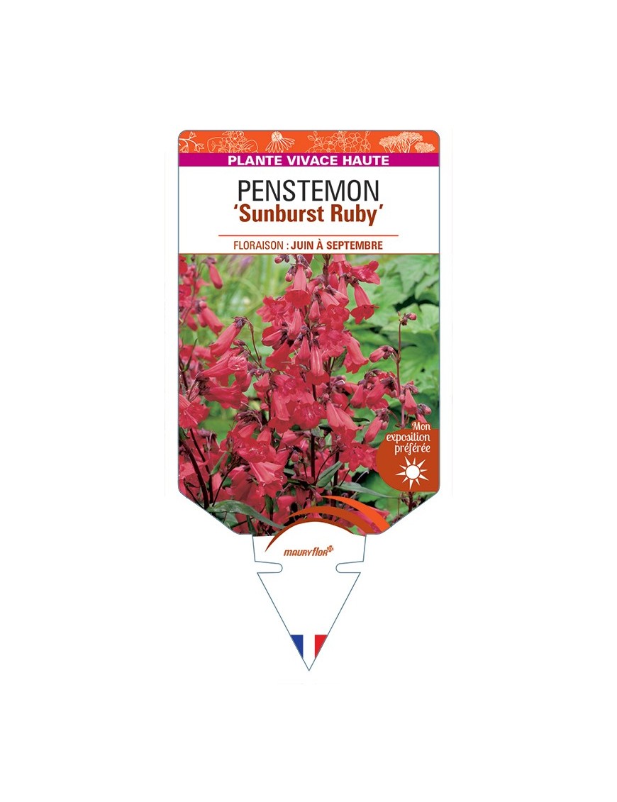 PENSTEMON (x mexicali) Sunburst Ruby