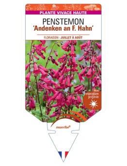 PENSTEMON Andenken an F. Hahn