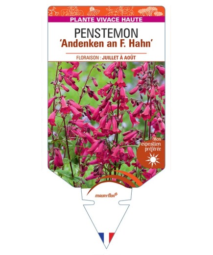 PENSTEMON Andenken an F. Hahn