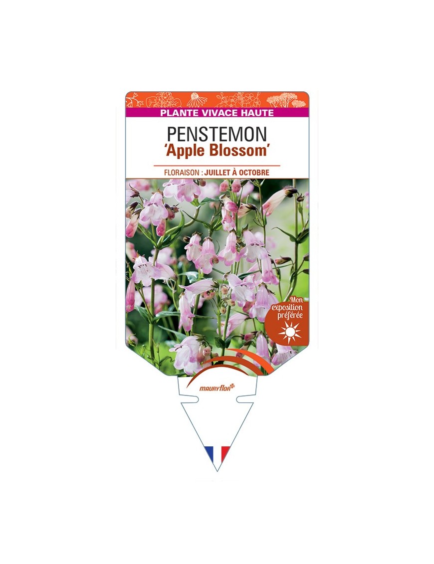 PENSTEMON Apple Blossom
