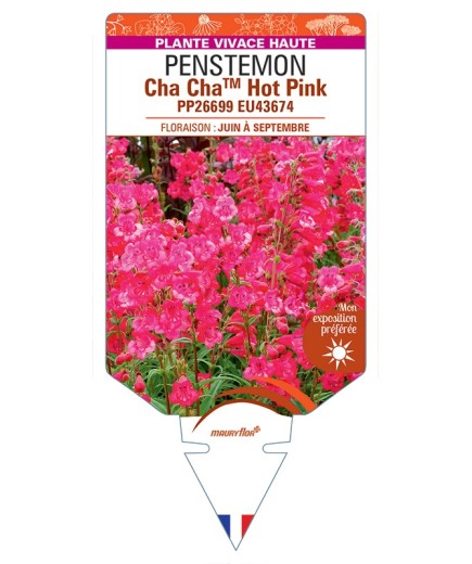 PENSTEMON Cha ChaTM Hot Pink