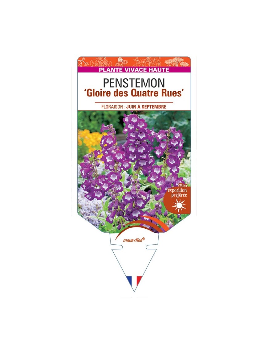 PENSTEMON Gloire des Quatre Rues