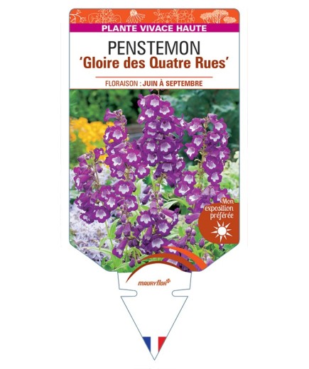 PENSTEMON Gloire des Quatre Rues