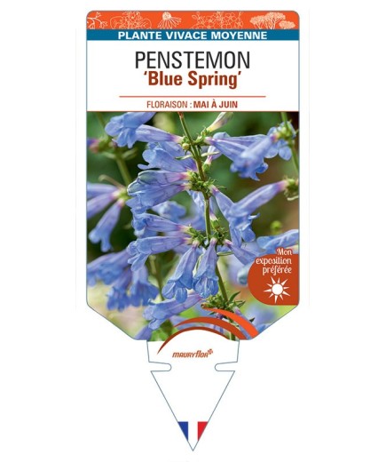 PENSTEMON HETEROPHYLLUS BLUE SPRING