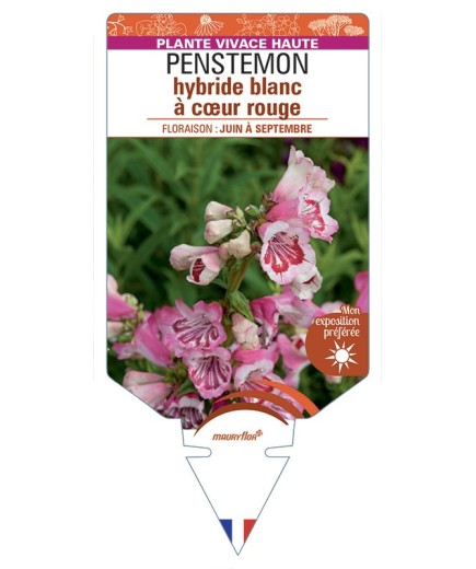 PENSTEMON hybride blanc à cœur rouge