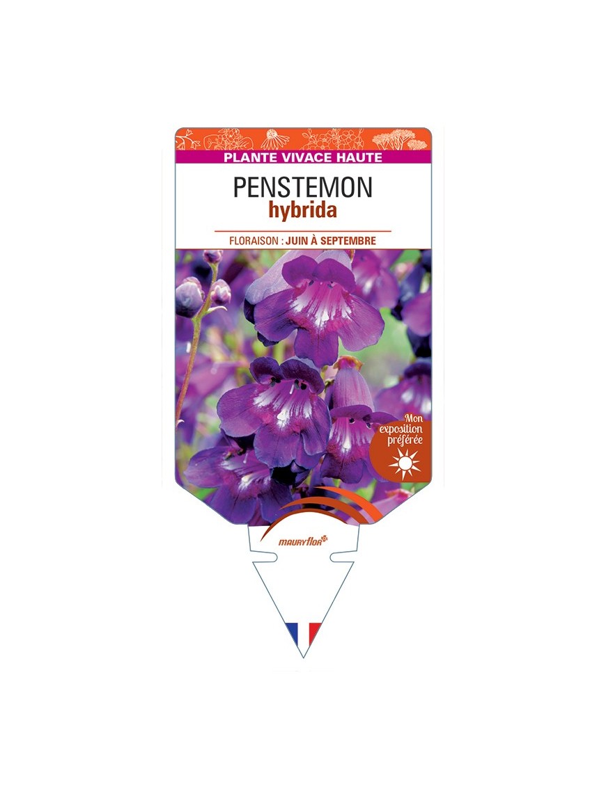 PENSTEMON hybrida (violet)