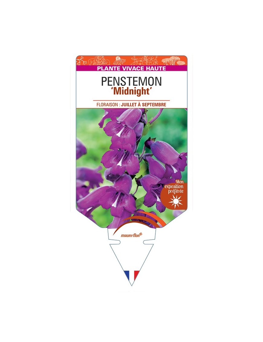 PENSTEMON Midnight