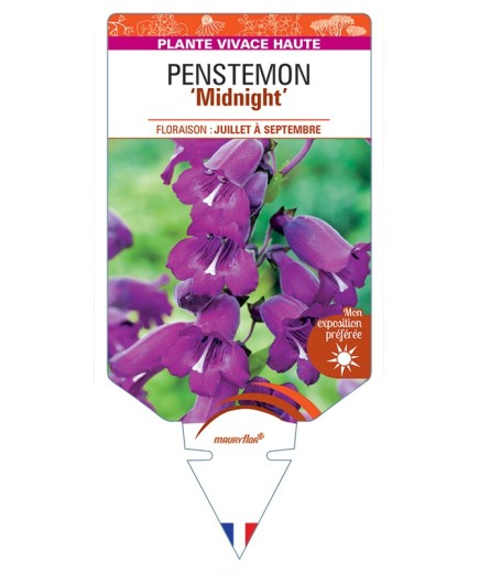 PENSTEMON Midnight