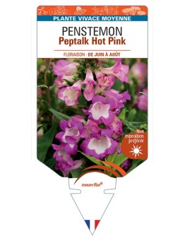 PENSTEMON Peptalk Hot Pink