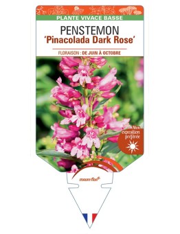 PENSTEMON Pinacolada Dark (rose)