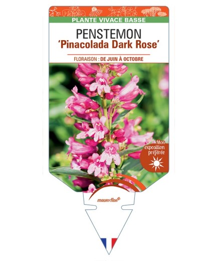 PENSTEMON Pinacolada Dark (rose)