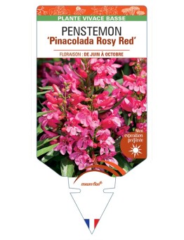 PENSTEMON Pinacolada Rosy Red
