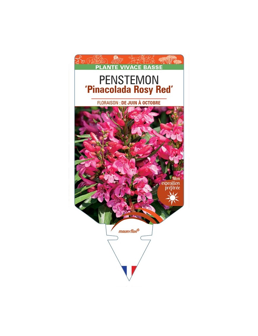 PENSTEMON Pinacolada Rosy Red