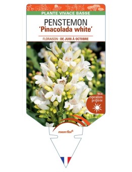 PENSTEMON Pinacolada White