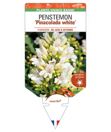 PENSTEMON Pinacolada White