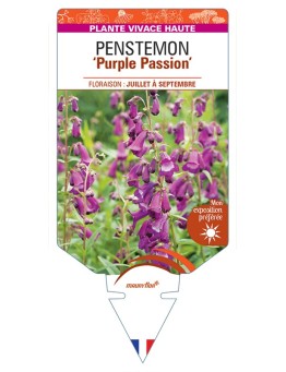 PENSTEMON Purple Passion
