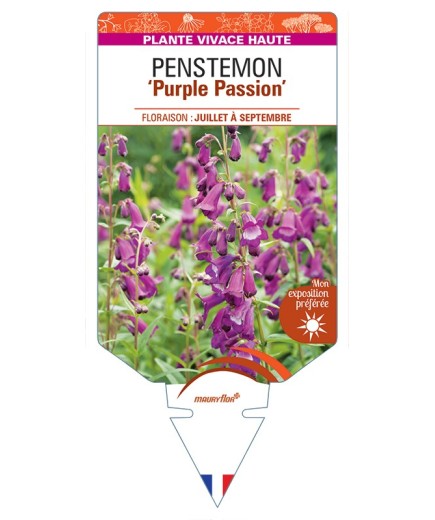 PENSTEMON Purple Passion
