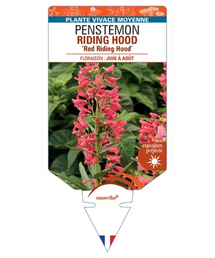 PENSTEMON RIDING HOOD Red Riding Hood