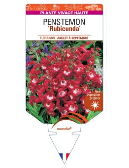 PENSTEMON Rubicunda