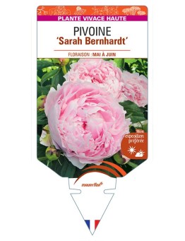 PIVOINE ‘Sarah Bernhardt’ *