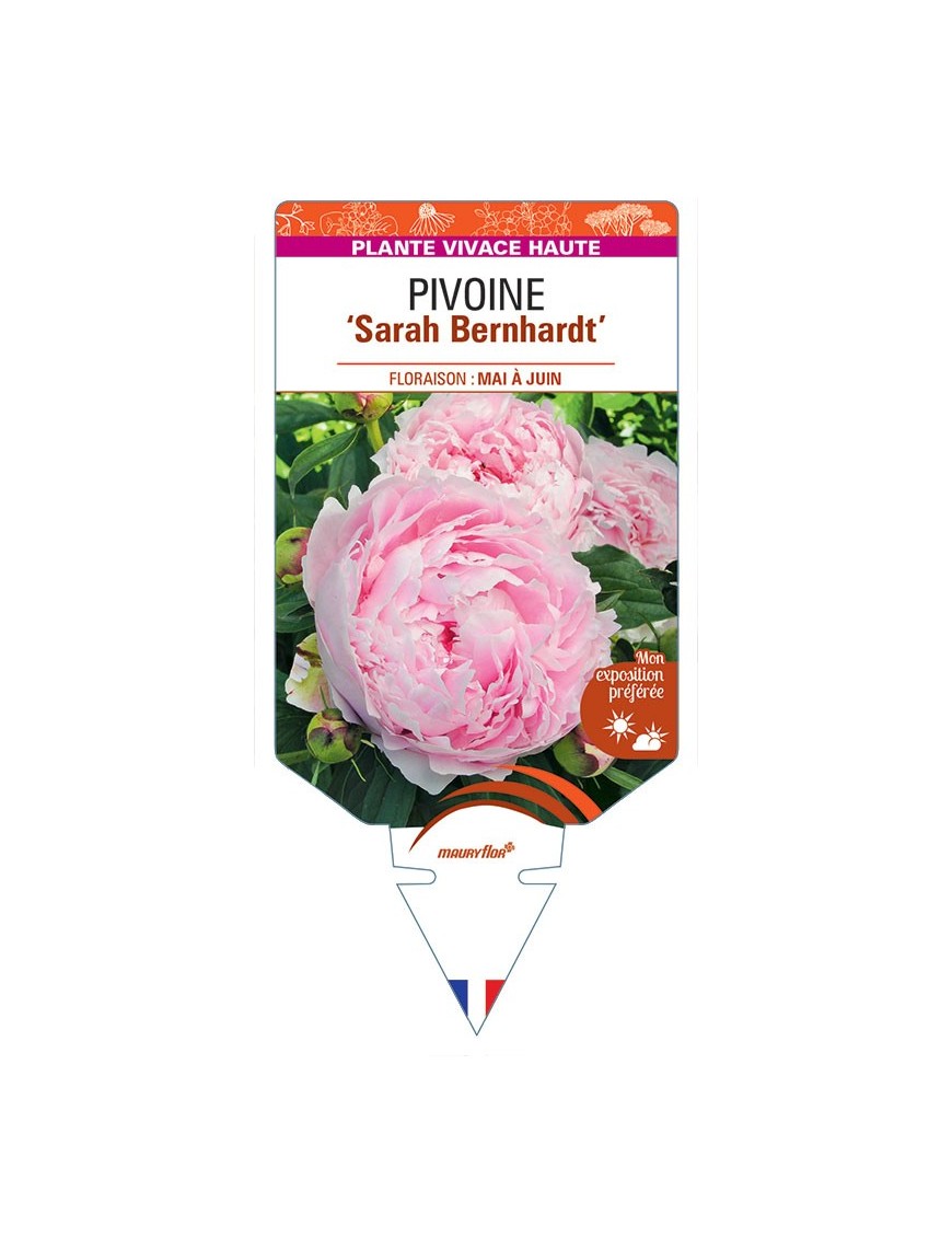 PIVOINE ‘Sarah Bernhardt’ *