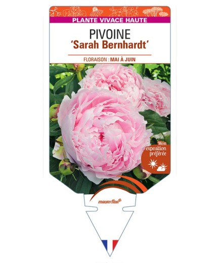 PIVOINE ‘Sarah Bernhardt’ *