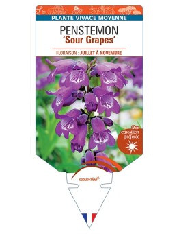 PENSTEMON Sour Grapes