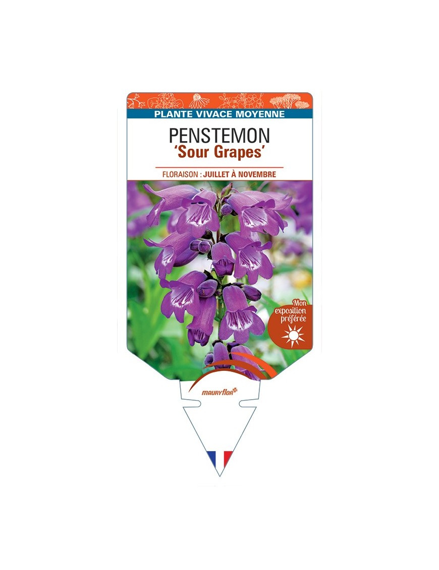PENSTEMON Sour Grapes