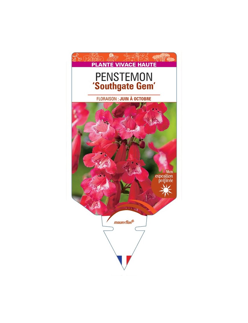 PENSTEMON Southgate Gem