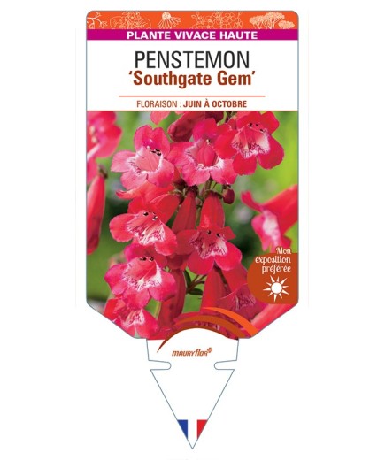 PENSTEMON Southgate Gem