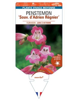PENSTEMON Souv. dAdrien Régnier