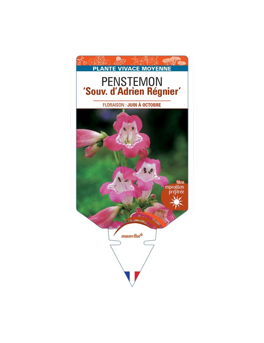 PENSTEMON Souv. dAdrien Régnier